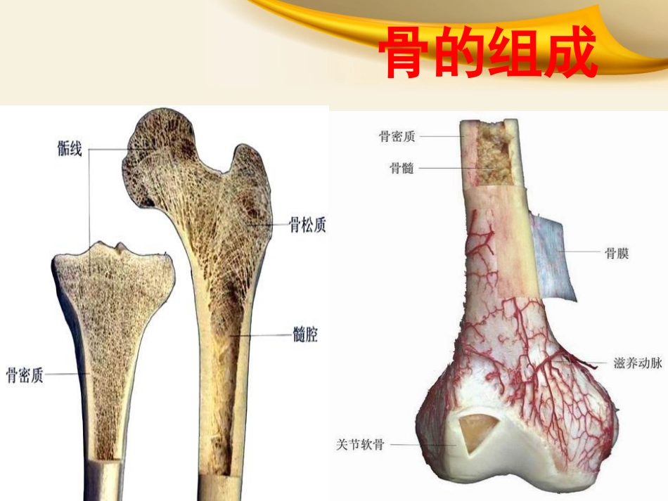 骨科实习小讲课_第2页