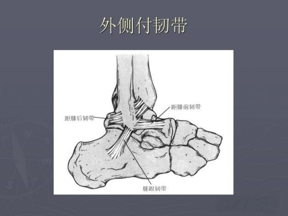 踝关节 骨折的分型2_第3页