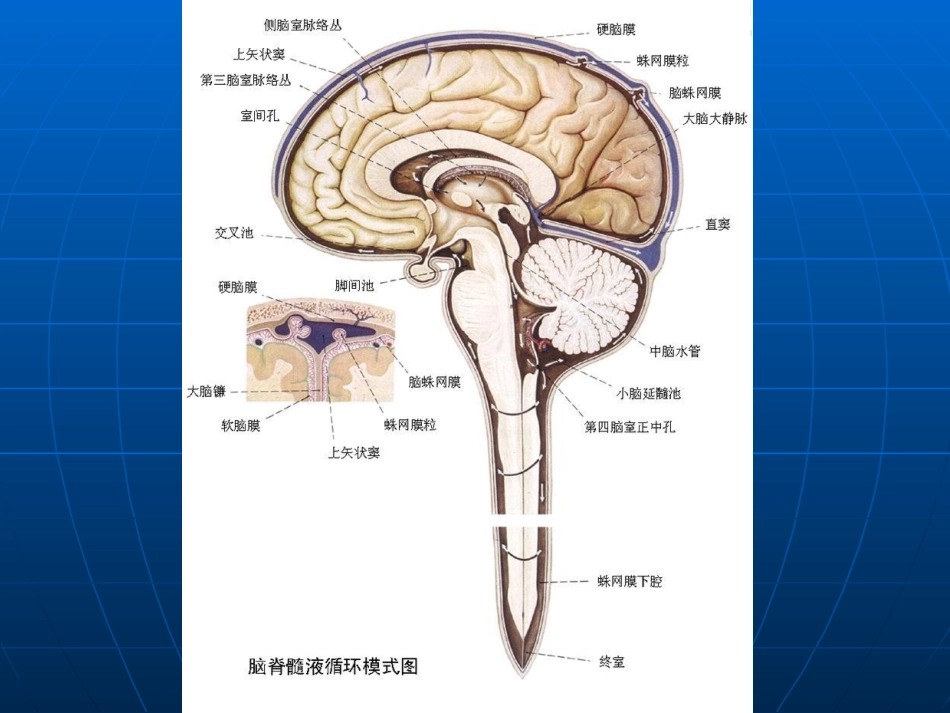 神经科-颅内压增高与脑疝_第14页