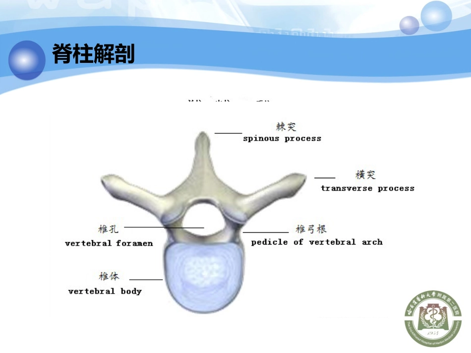 神经内科-脊柱脊髓损伤、骨盆骨折_第5页