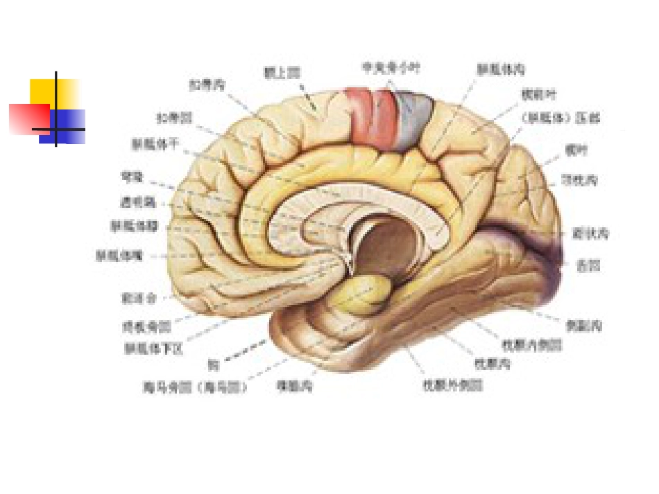 神经内科老年痴呆症1_第11页