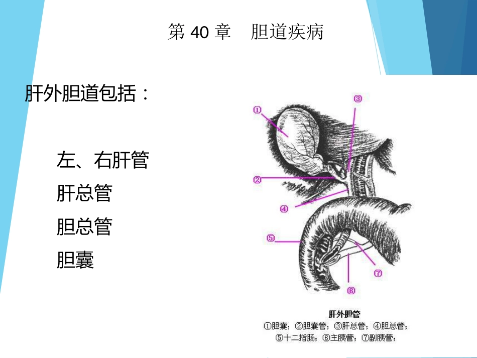 外科-胆道疾病_第10页