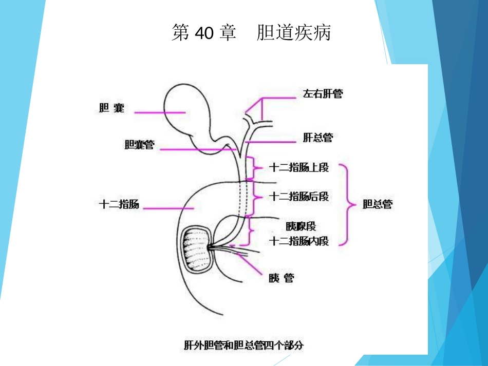 外科-胆道疾病_第12页