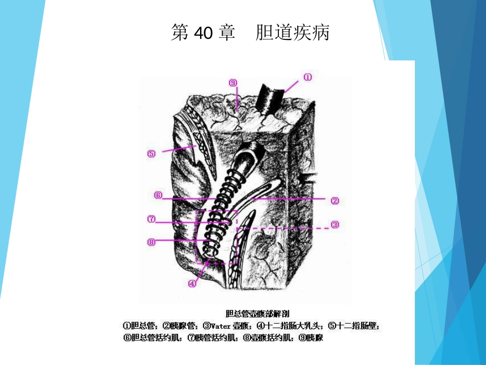 外科-胆道疾病_第14页