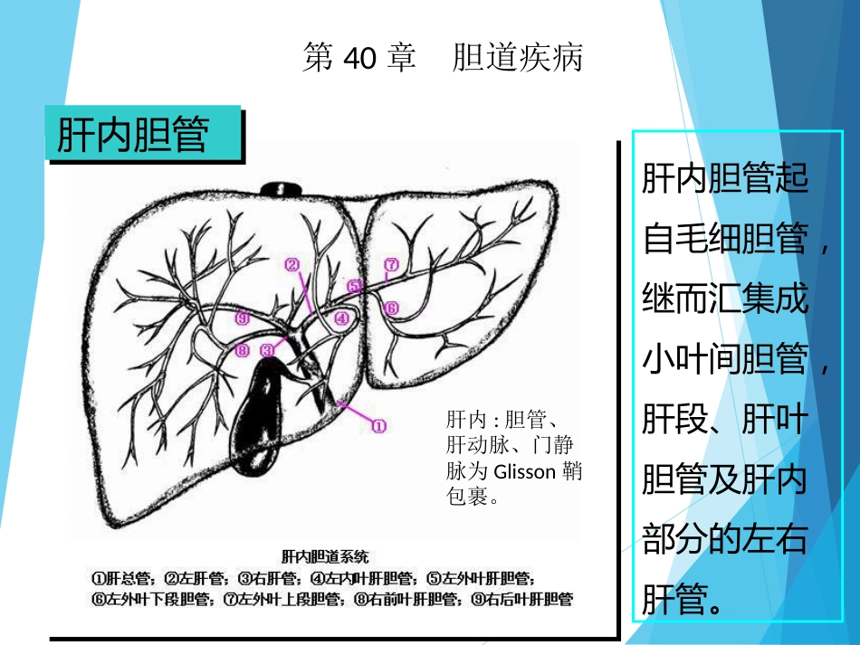 外科-胆道疾病_第7页