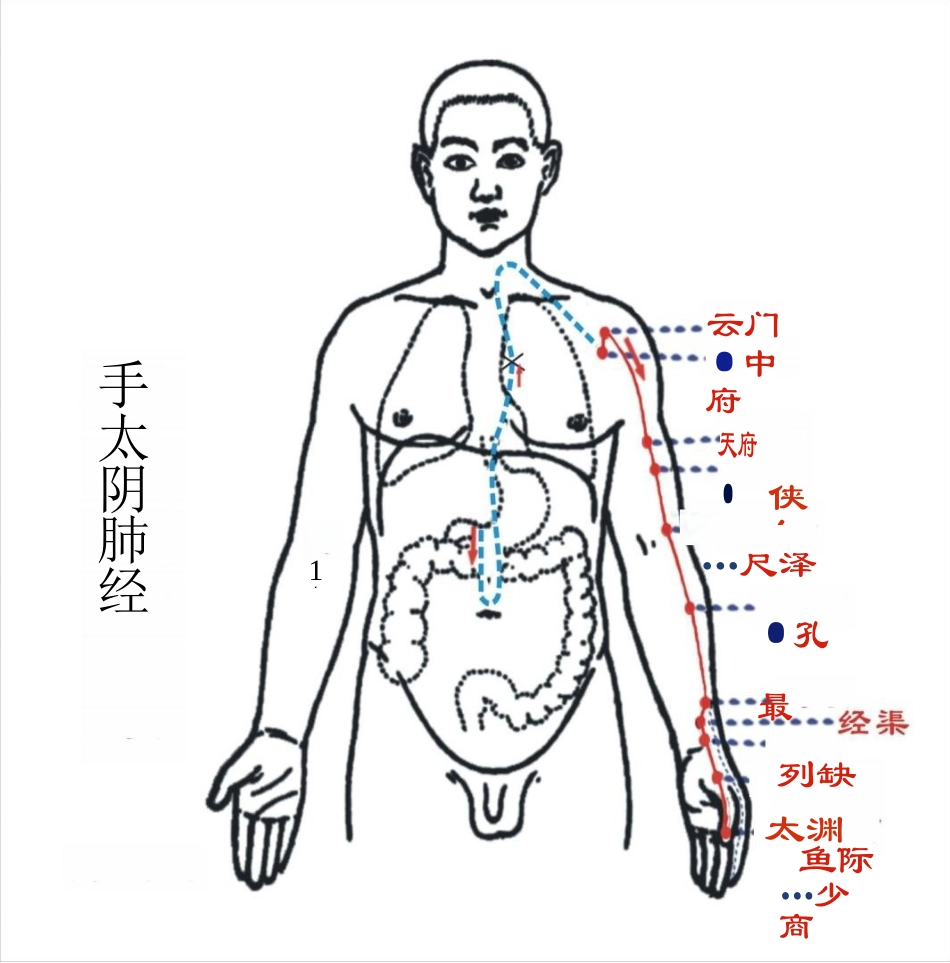 人体经络图(含方向和穴位)_第1页
