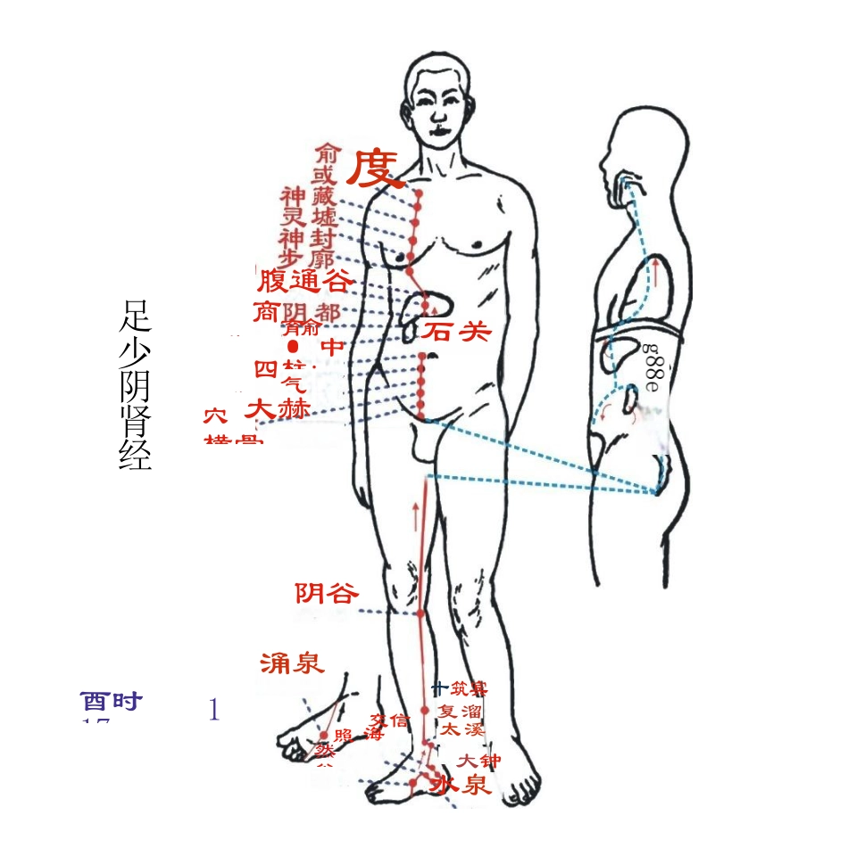 人体经络图(含方向和穴位)_第11页