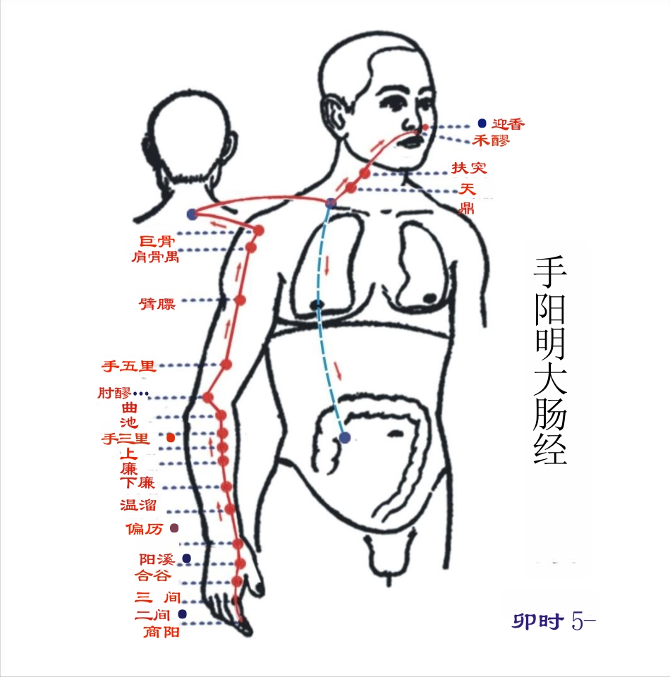 人体经络图(含方向和穴位)_第3页
