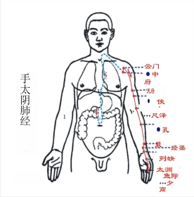 人体经络图(含方向和穴位)
