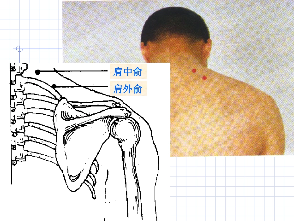 人体经络穴位图谱6小肠经_第12页