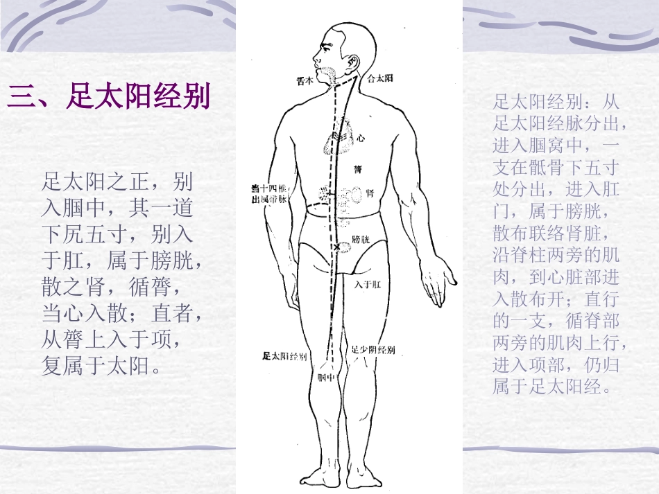 人体经络穴位图谱7膀胱经_第7页
