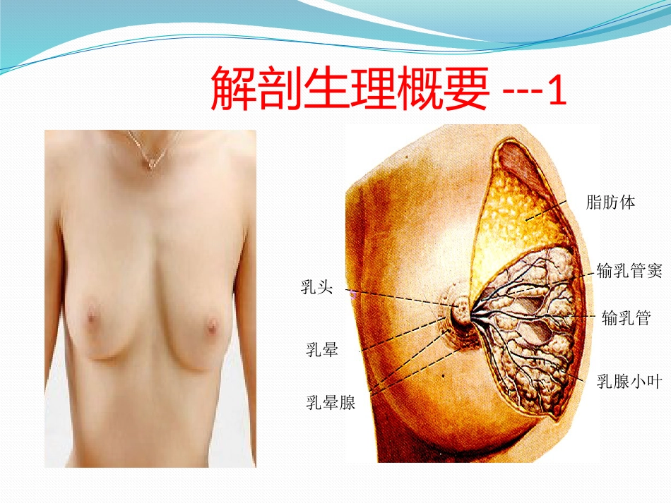 乳腺外科-乳腺_第5页