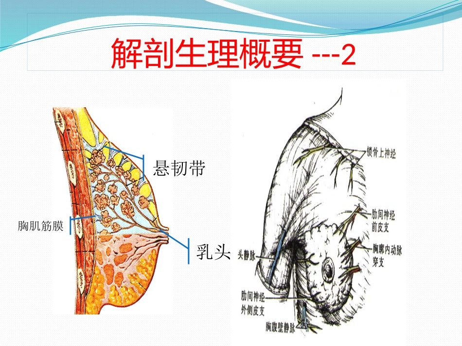 乳腺外科-乳腺_第6页