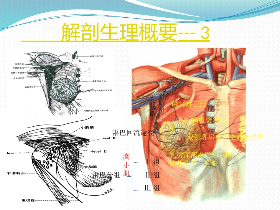 乳腺外科-乳腺_第7页