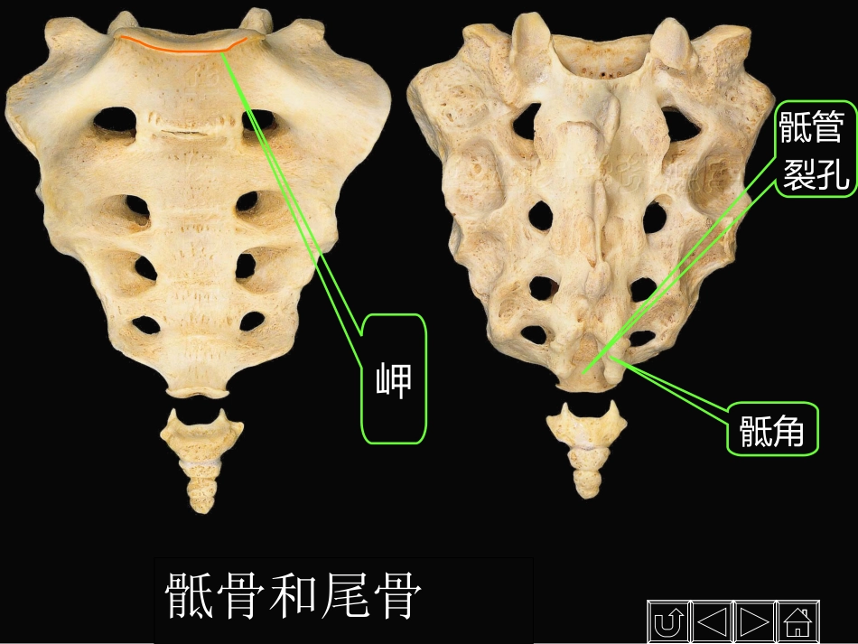 人体经络穴位图谱13督脉_第10页