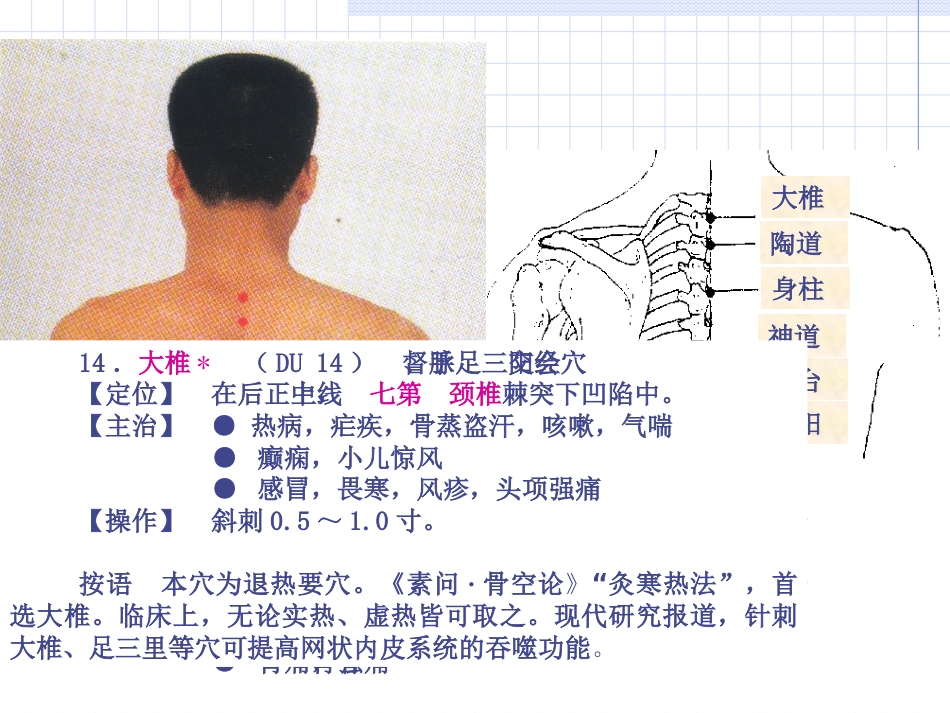人体经络穴位图谱13督脉_第12页