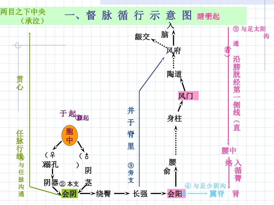 人体经络穴位图谱13督脉_第4页