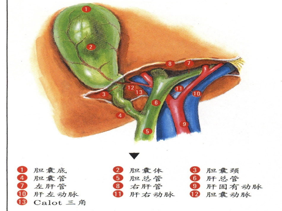 外科--胆道疾病_第4页