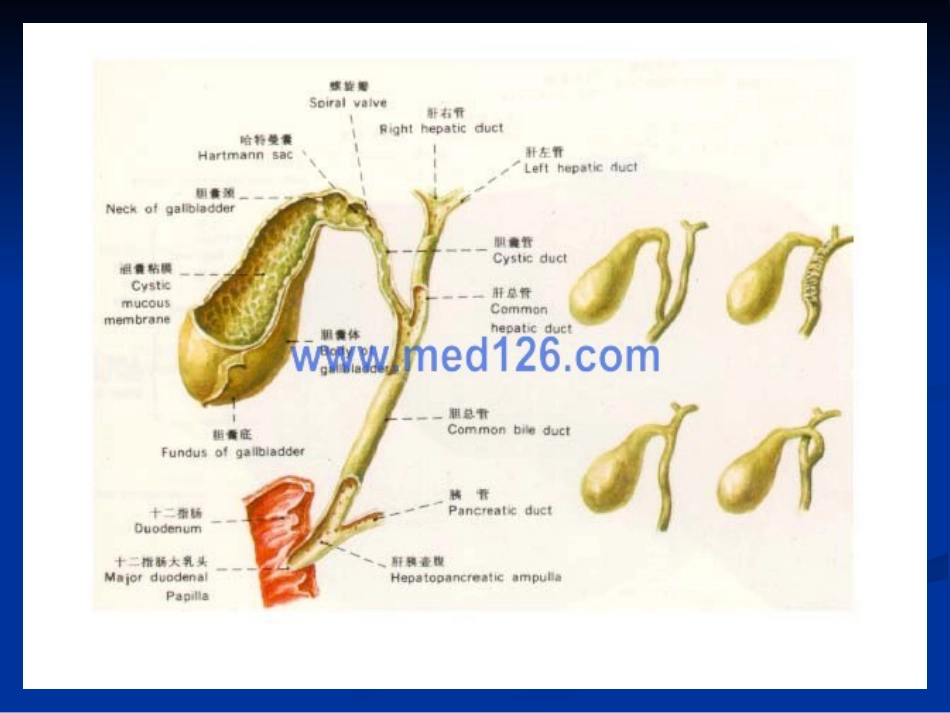 外科--胆道疾病_第5页