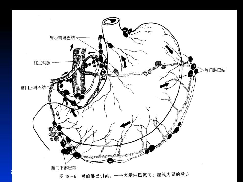 胃十二 指肠疾病_第10页
