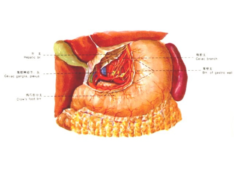 胃十二 指肠疾病_第14页