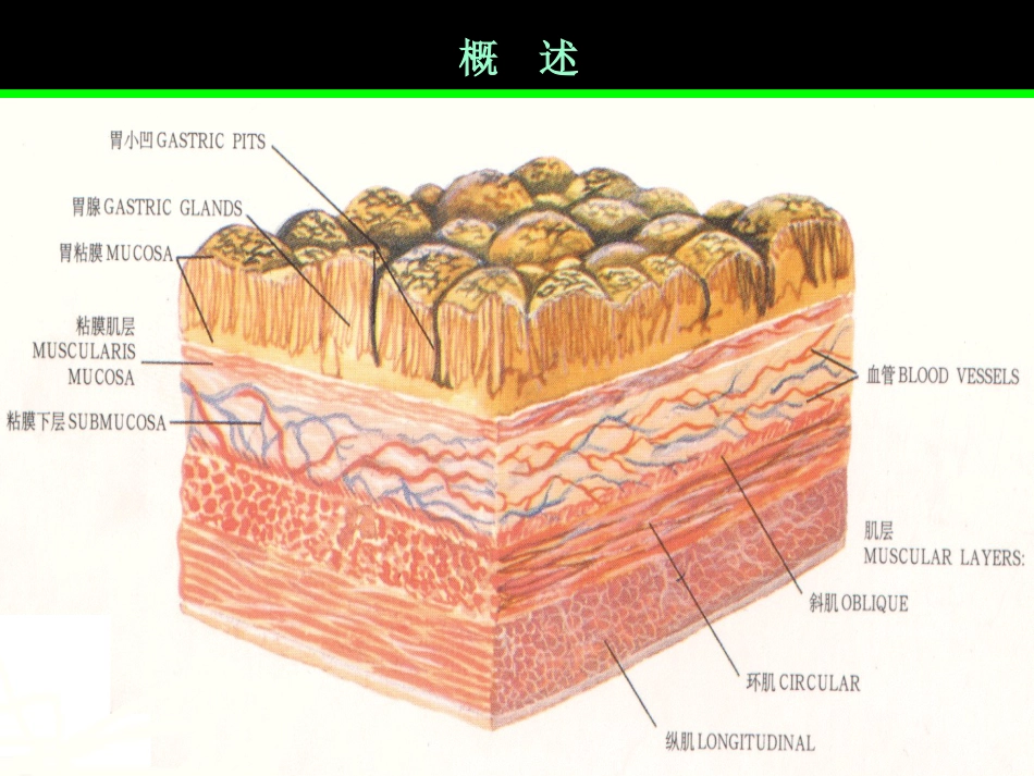 胃炎_第3页