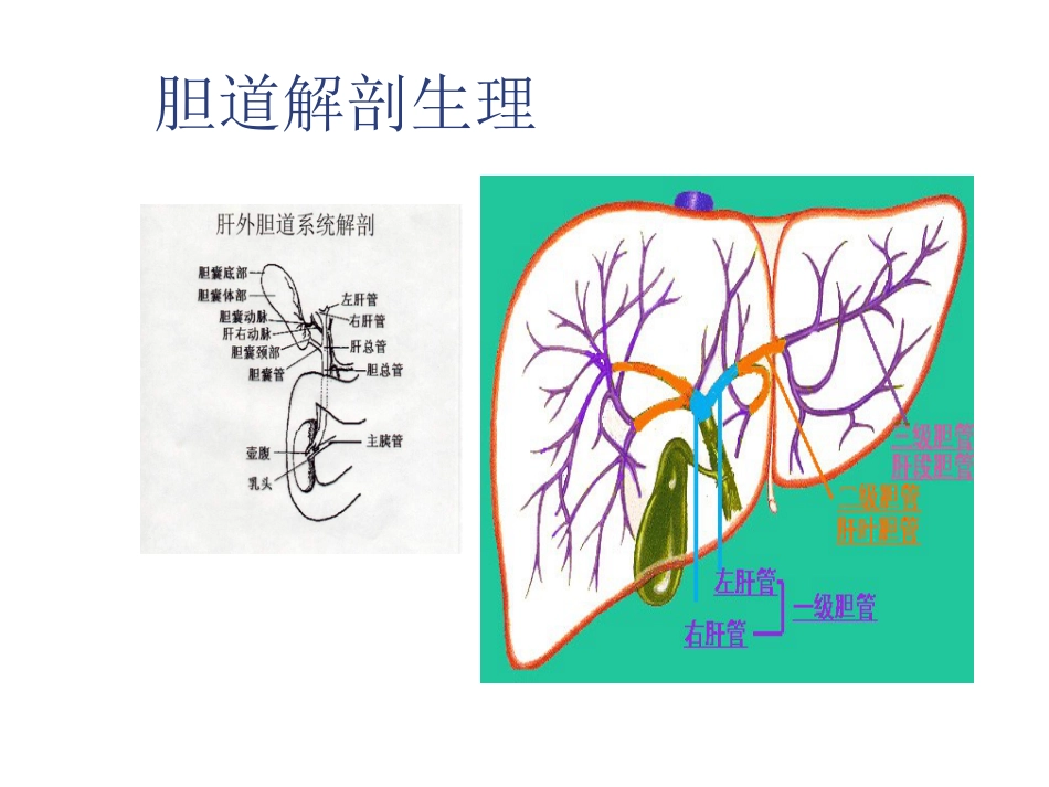外科-胆囊结石及其防治_第2页