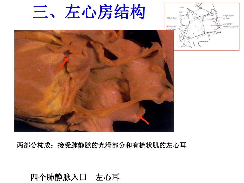 心脏外科-解剖讲义_第11页