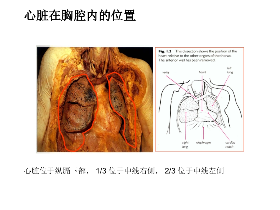 心脏外科-解剖讲义_第3页