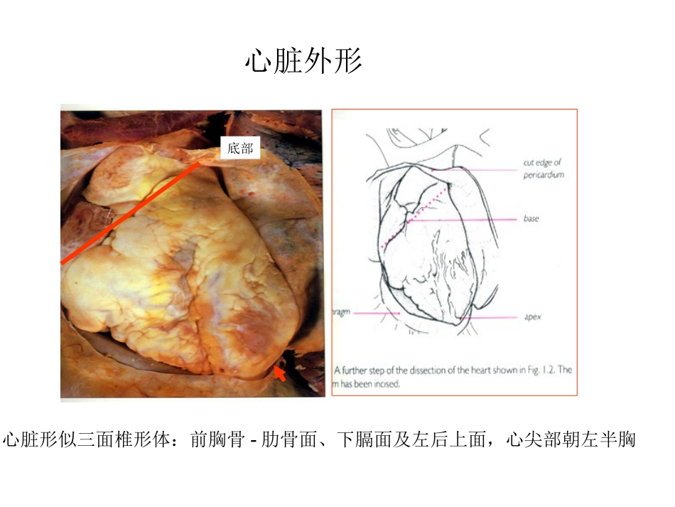 心脏外科-解剖讲义_第4页
