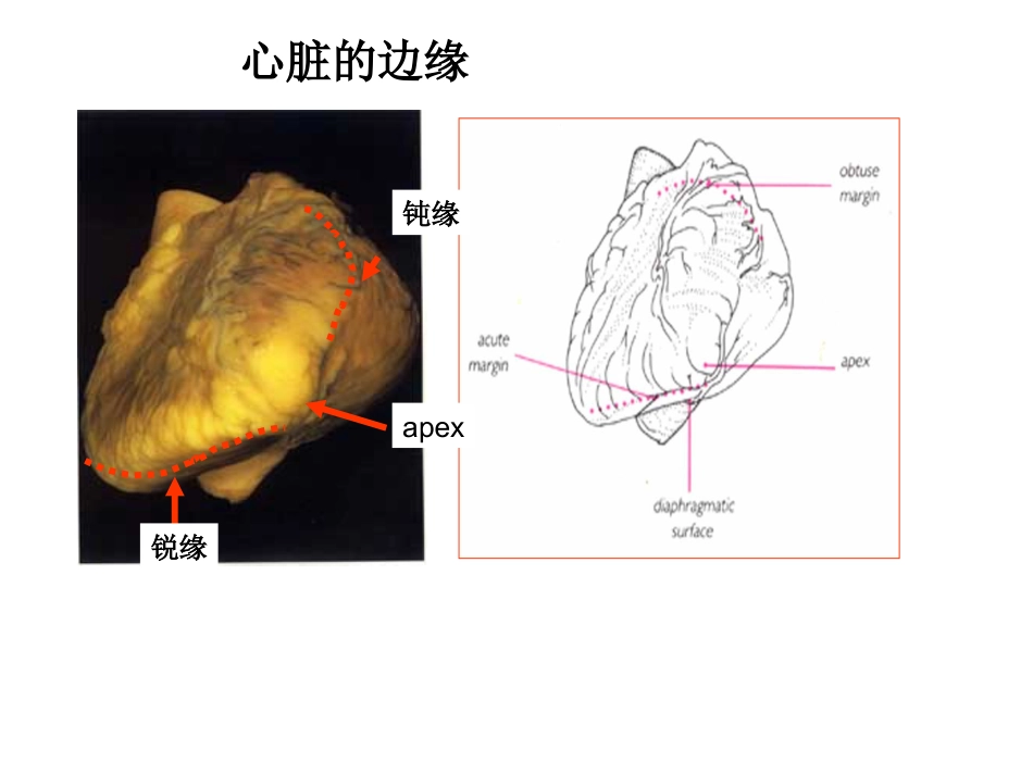 心脏外科-解剖讲义_第5页