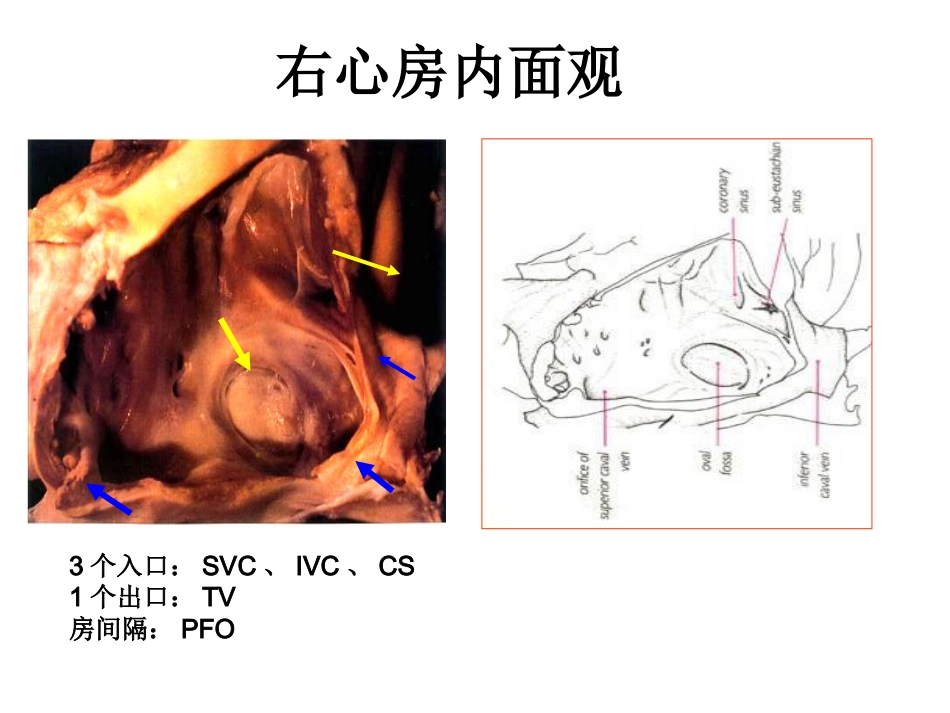 心脏外科-解剖讲义_第7页