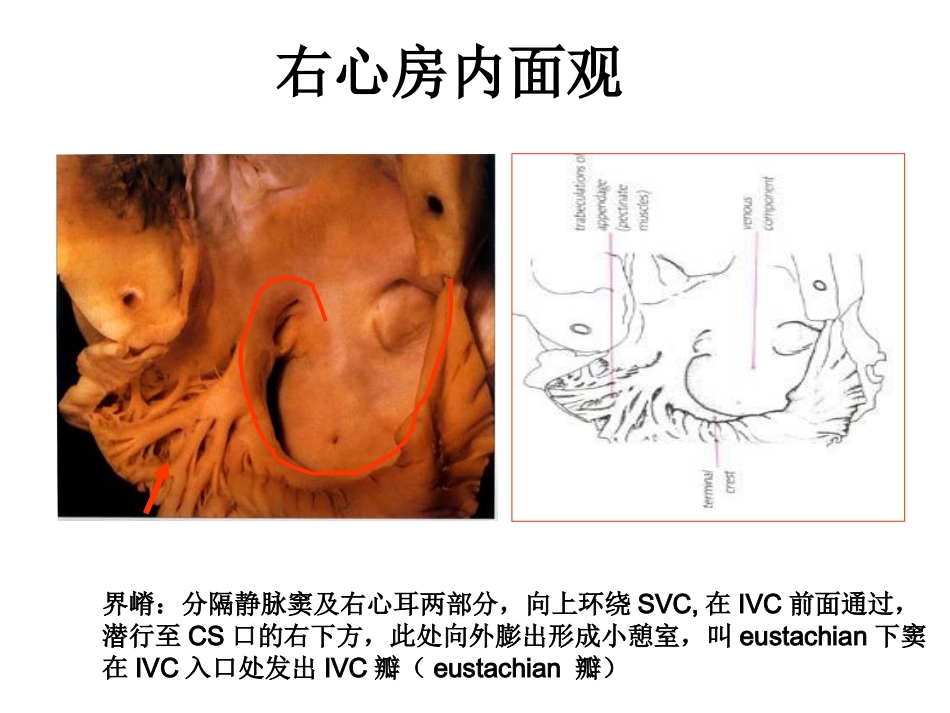 心脏外科-解剖讲义_第8页