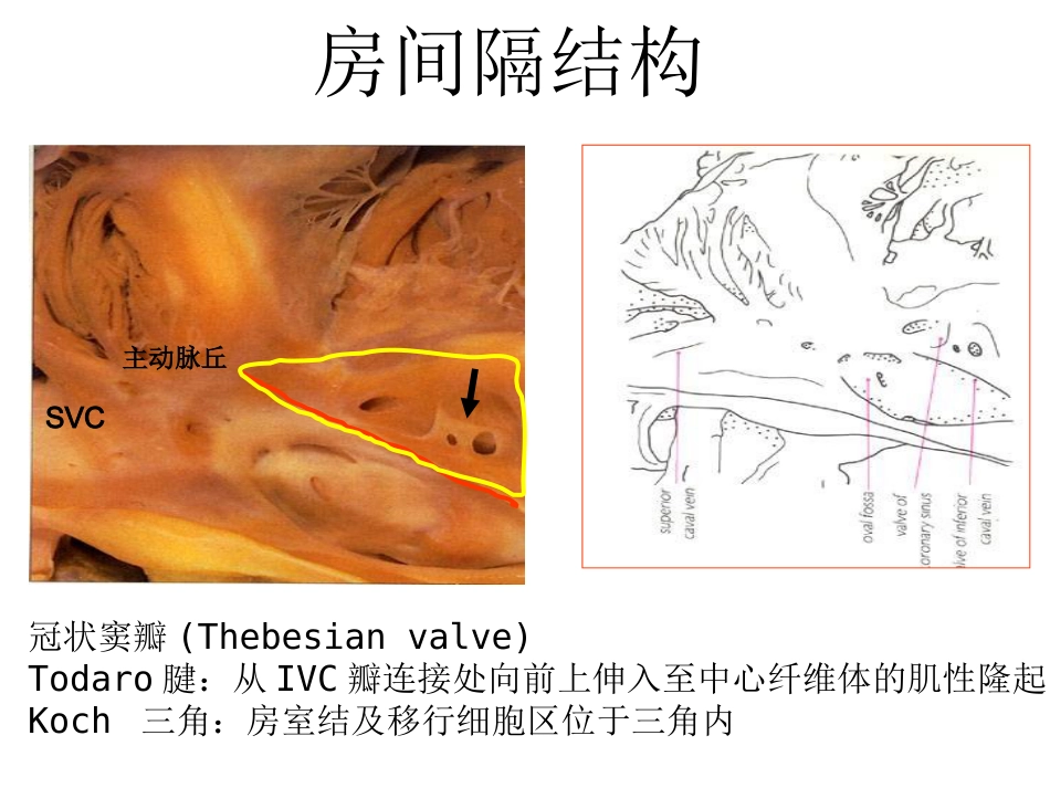 心脏外科-解剖讲义_第9页