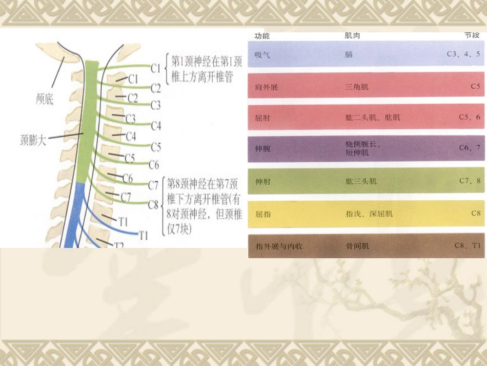 颈椎骨 折_第3页