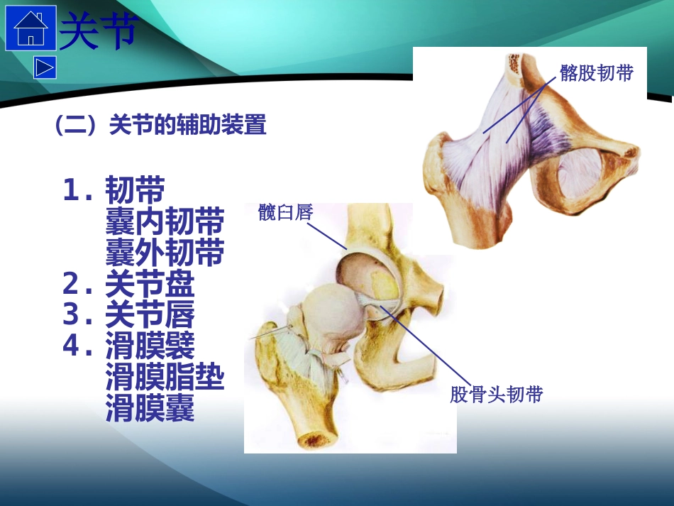 髋部解剖及 手术入路_第10页