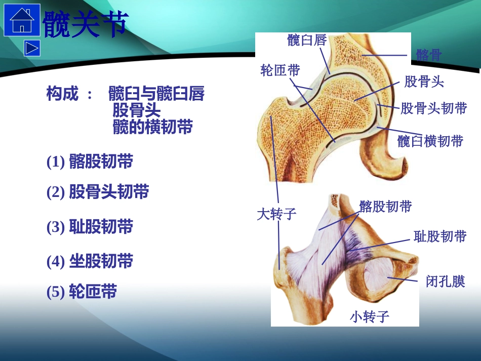 髋部解剖及 手术入路_第11页