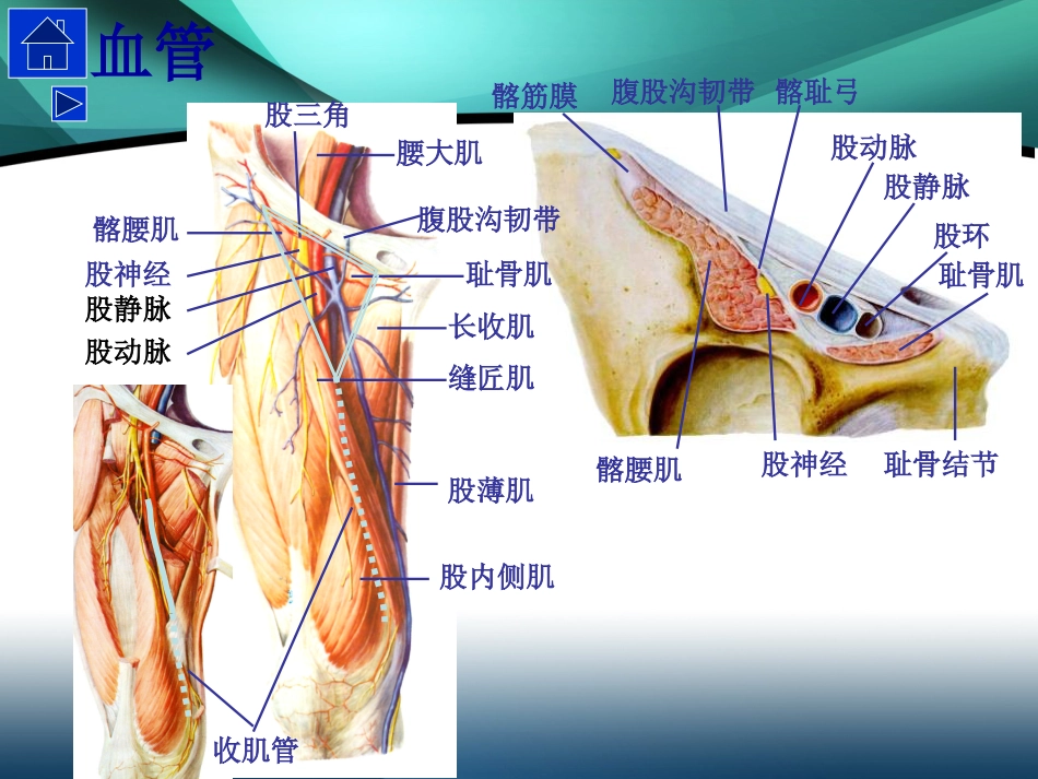 髋部解剖及 手术入路_第12页