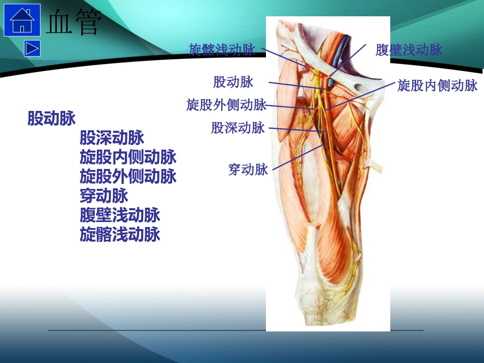 髋部解剖及 手术入路_第13页
