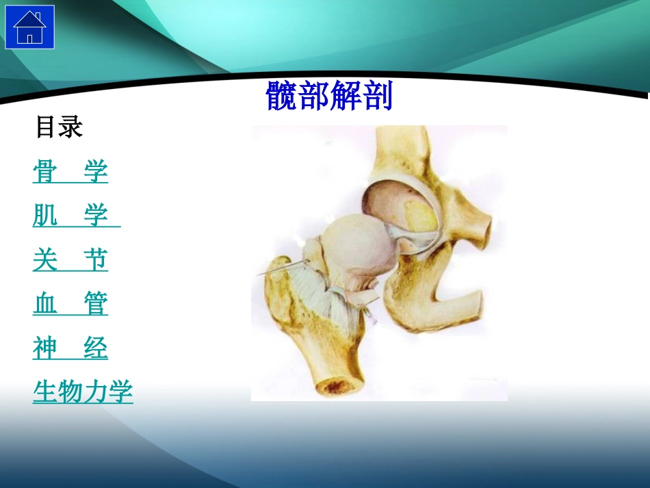 髋部解剖及 手术入路_第2页