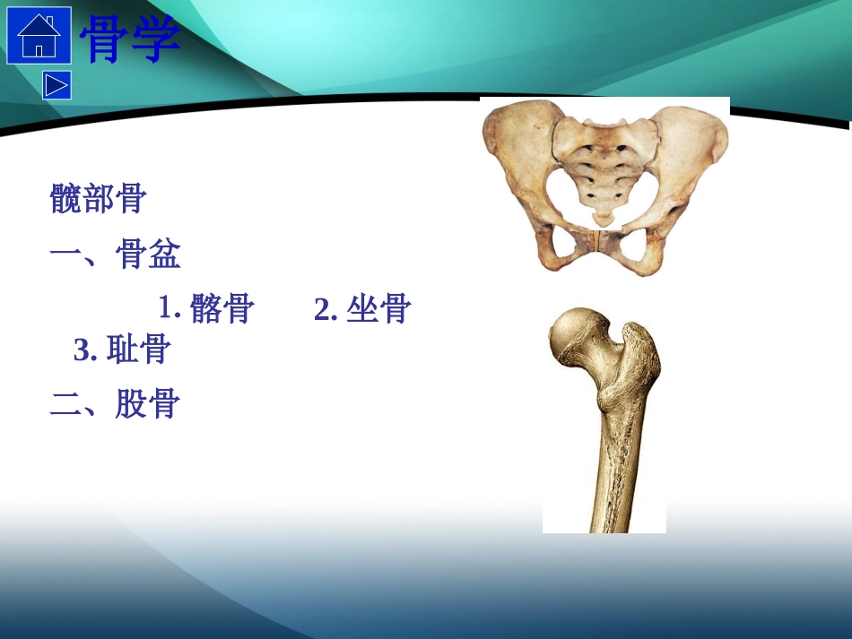 髋部解剖及 手术入路_第3页