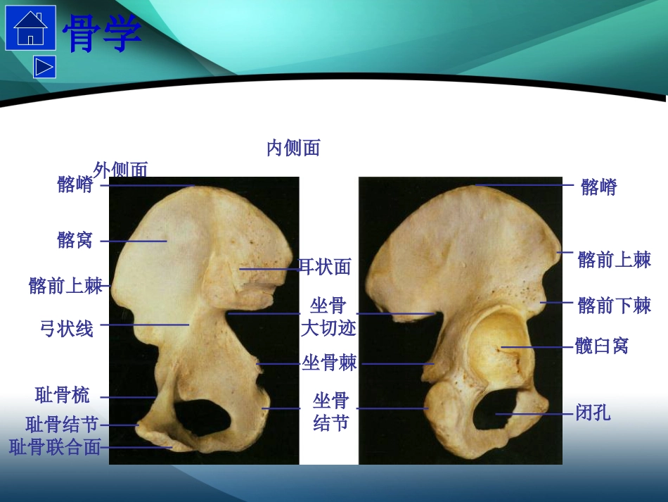 髋部解剖及 手术入路_第4页
