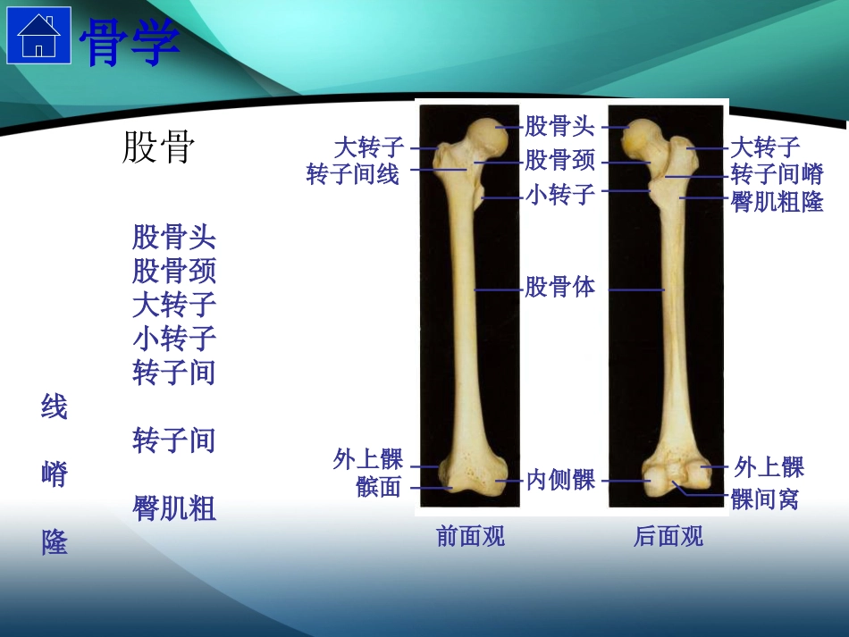 髋部解剖及 手术入路_第5页