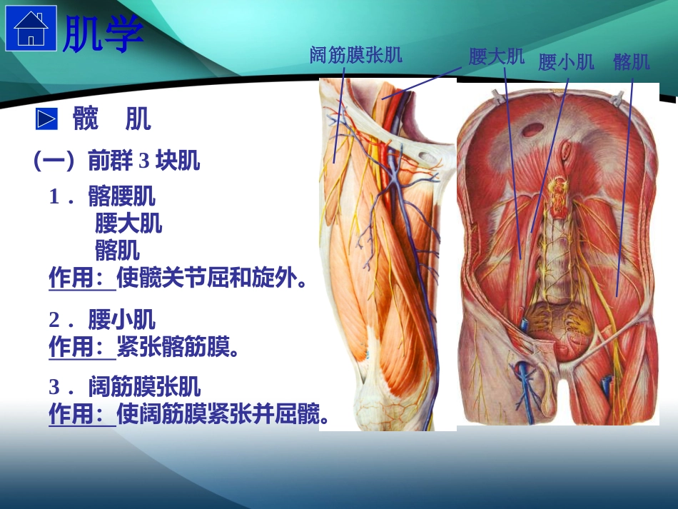 髋部解剖及 手术入路_第6页