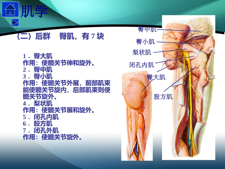 髋部解剖及 手术入路_第7页