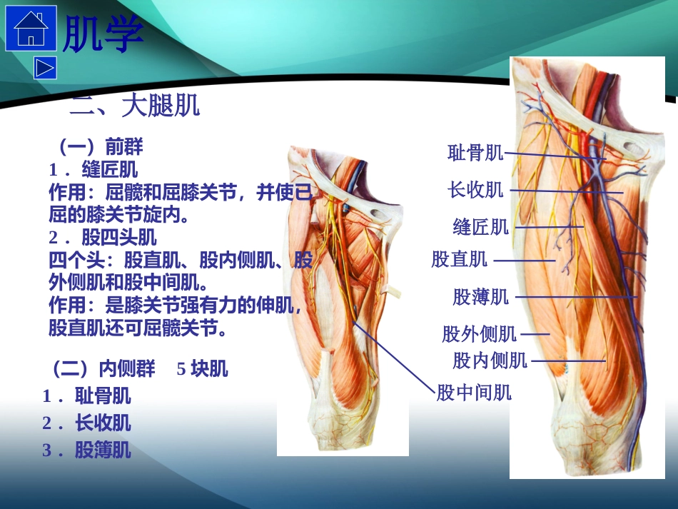 髋部解剖及 手术入路_第8页