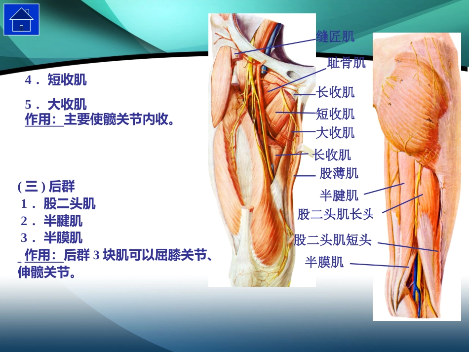 髋部解剖及 手术入路_第9页