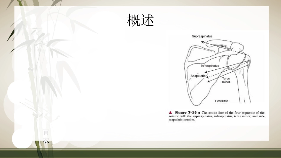 肩袖损伤术 后的康复_第4页