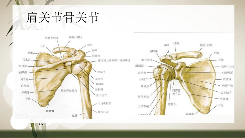 肩袖损伤术 后的康复_第5页