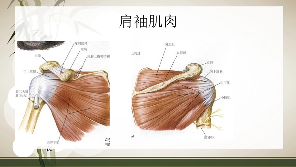 肩袖损伤术 后的康复_第6页
